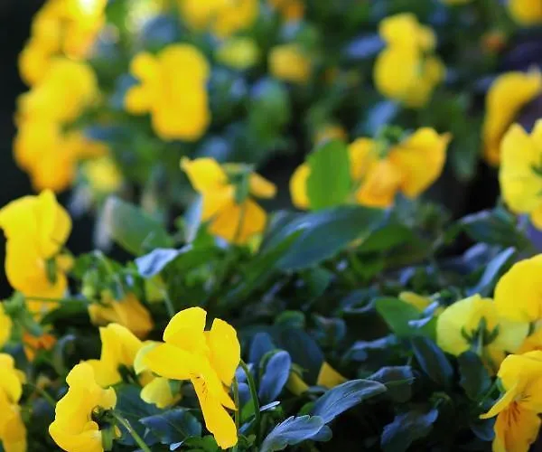 Pensjonat Garage Con *